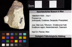 Foto (Objket + Etiketten) von Decapoda indet. 